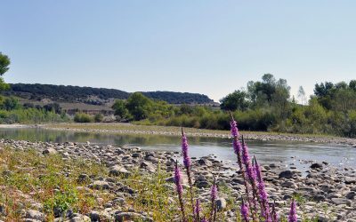 Excursión medioambiental por los Sotos del Río Aragón