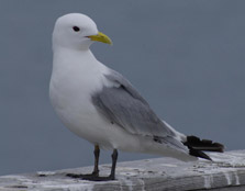 Photographer: Joaquín Guerrero 