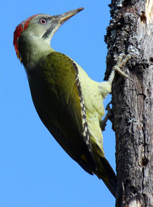 Foto: Juan Carlos Albero