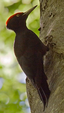 Foto: Joaquín Guerrero