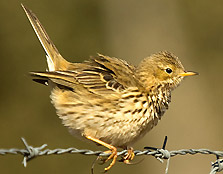 Photographer: Manuel Hernández