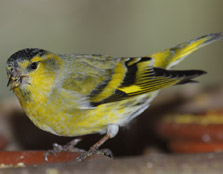 Photographer: Joaquín Guerrero Campo