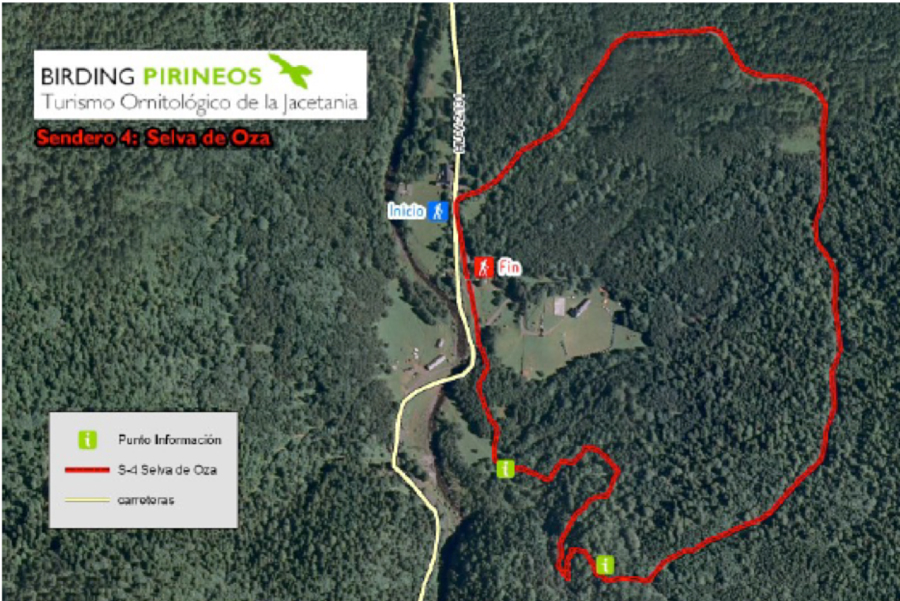 La Comarca de la Jacetania organiza una Excursión medioambiental y ornitológica por la Selva de Oza, para el día 16 de julio.