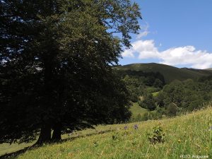 Ruta/Trail 2 Gamueta – Linza
