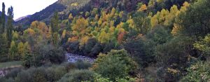 Ecosistema forestal
