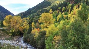 ECOSISTEMA FORESTAL