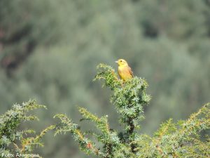 Ruta/Trail 2 Gamueta – Linza