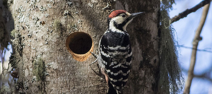 Agentes de Protección de la Naturaleza del Gobierno de Aragón han localizado y fotografiado en el Valle de Ansó, en la Comarca de la Jacetania (Huesca), el único nido de pico dorsalino del que se tiene constancia actualmente en Aragón. Este pájaro carpintero está muy ligado a los hayedos atlánticos, por lo que su presencia es más frecuente en Navarra. El extremo oriental de su área de distribución en España llega hasta el valle de Ansó, donde desde hace años se viene siguiendo un único territorio de cría. Cada temporada, los APNs comprueban que los ejemplares defienden su territorio mediante un característico tamborileo, que producen golpeando los troncos con el pico. Pero este año se ha logrado ir más lejos y se ha podido localizar el nido que han construido haciendo un agujero en un tronco de haya, junto al cual se ha fotografiado uno de los miembros de la pareja. A finales de los años 80, esta especie llegó a tener hasta tres o cuatro parejas en el valle de Ansó, mientras que existe constancia aún más antigua de que estaba presente en los valles de Hecho, Aragüés del Puerto e incluso en Ordesa. En todas estas localidades se ha buscado sin éxito en los últimos años. La conservación de esta especie está ligada a la de los hayedos maduros, donde se mantienen árboles que llegan a morir de viejos, ya que el pico dorsalino se alimenta principalmente de insectos que viven en la madera en descomposición. Está catalogado "en peligro de extinción" tanto a nivel nacional como en Aragón, y actualmente está en marcha un proyecto de cooperación transfronteriza, POCTEFA "Habios", que lo incluye como una de las especies objetivo. En este proyecto participan las comunidades autónomas de Navarra, Cataluña y Aragón, las provincias de Guipúzcoa y Álava y las provincias de la vertiente francesa del Pirineo.