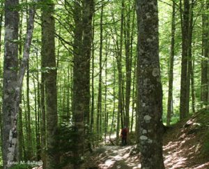 Ruta 8a: Somport - Chorrota de Aspe