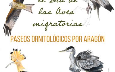 Día mundial de las Aves Migratorias 2022. Paseos ornitológicos por La Jacetania
